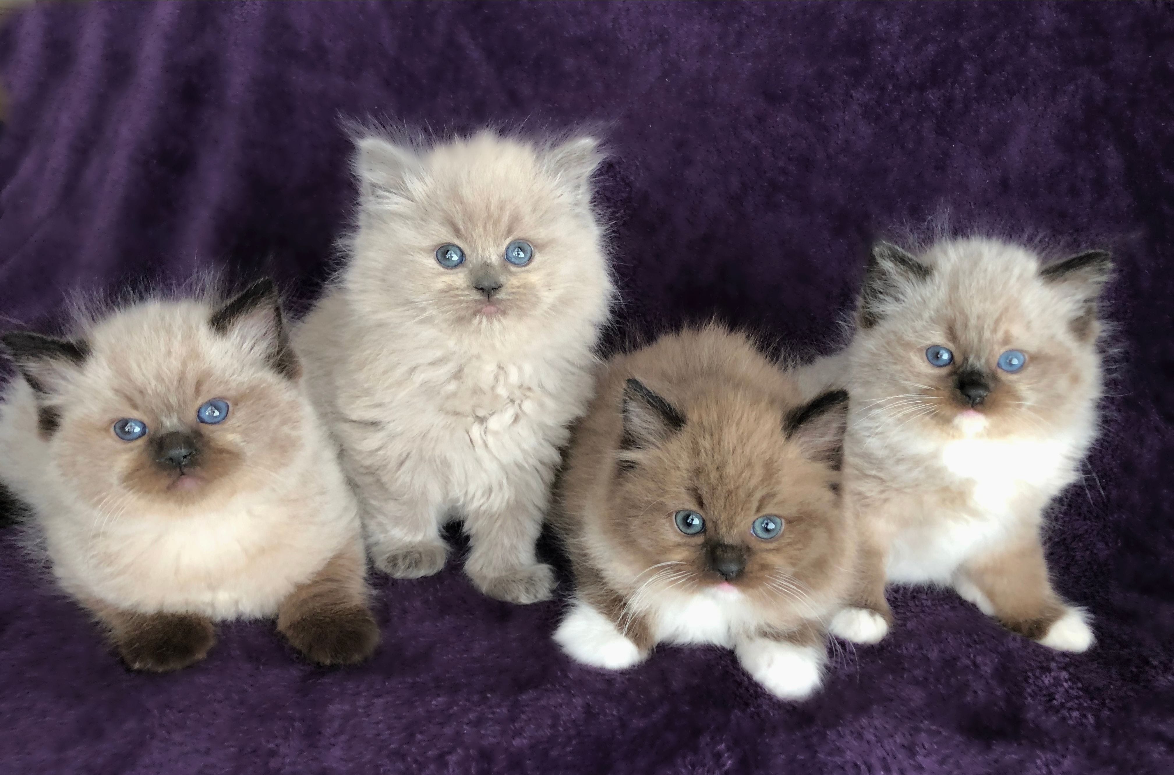 Our ragdoll kittens are fabulous emotional support cats