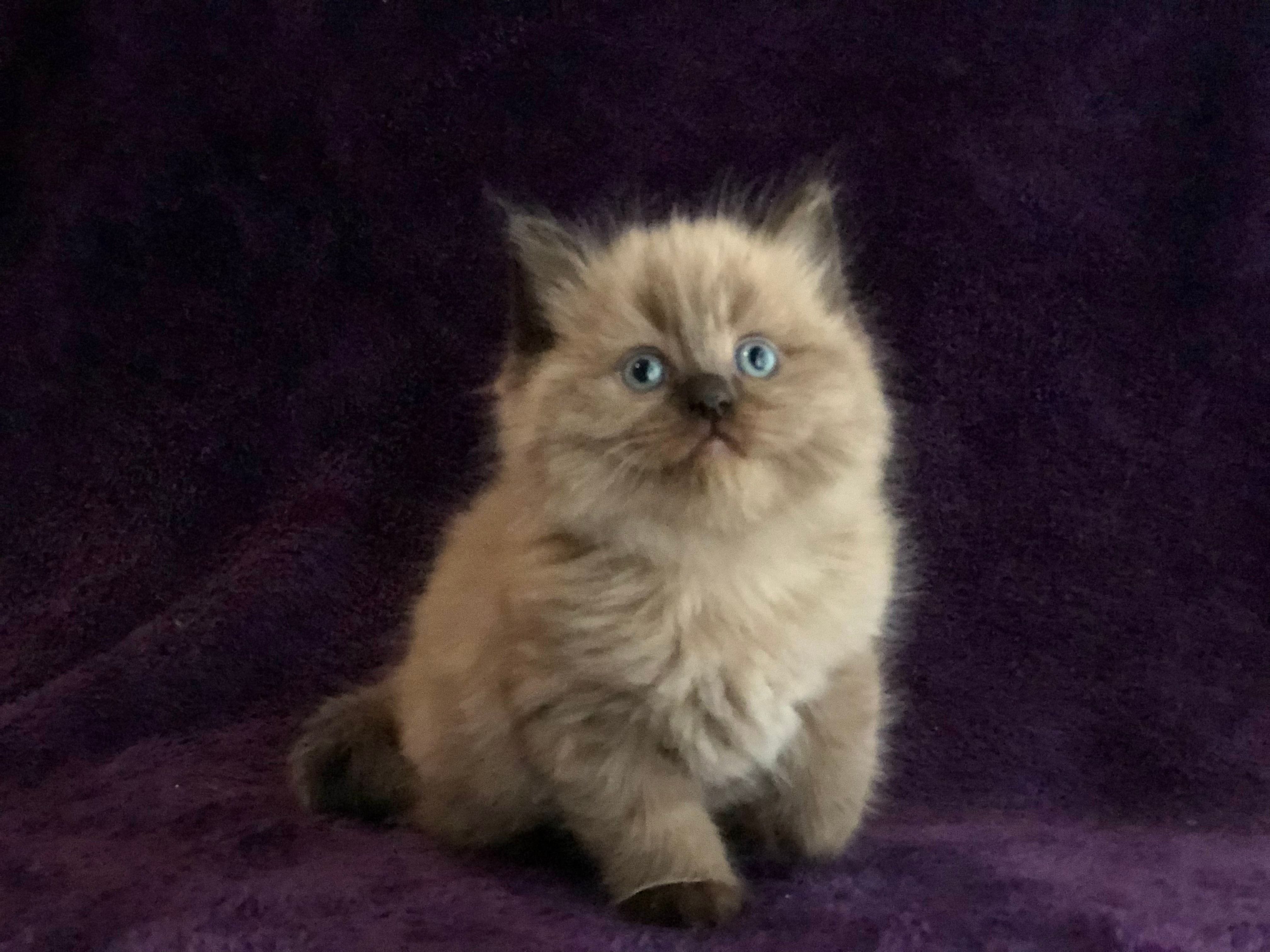 Mink Ragdoll cat kitten Virginia